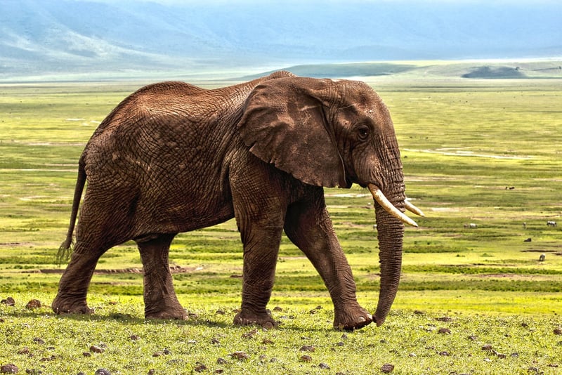 Respect Wildlife